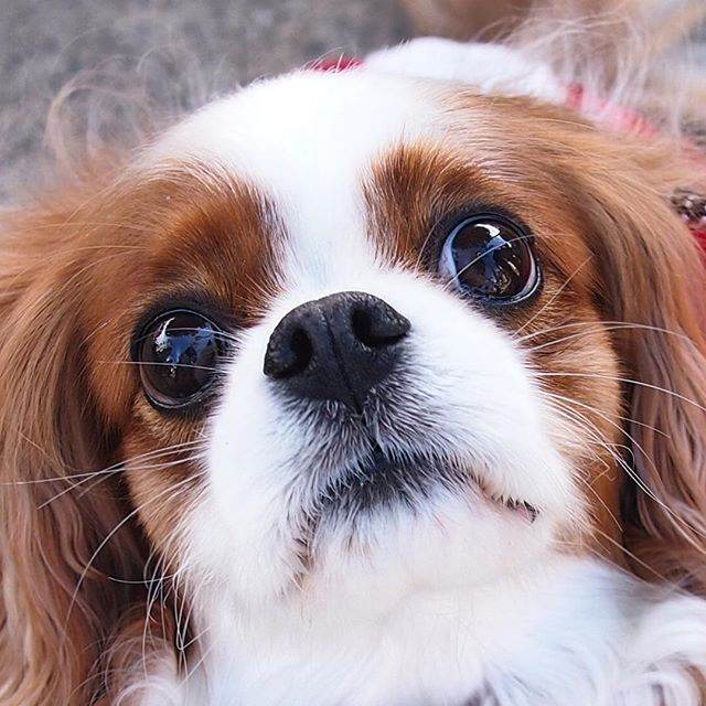 Hundekonsulent Hundekonsulent