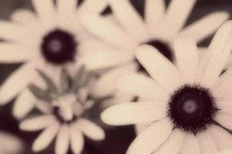 Bedste blomsterbutik i Kbh