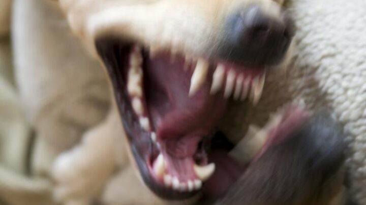 Lære hundetræning