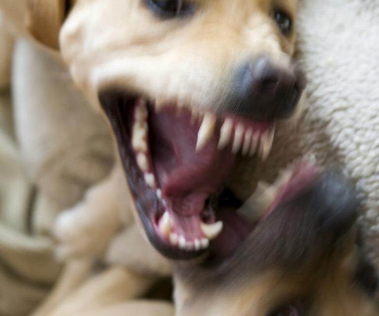Lære hundetræning Lære hundetræning