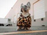 brown and white short coated small dog wearing black and brown leopard print shirt
